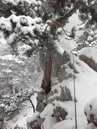 a snow capped forest in wintertimeの写真素材