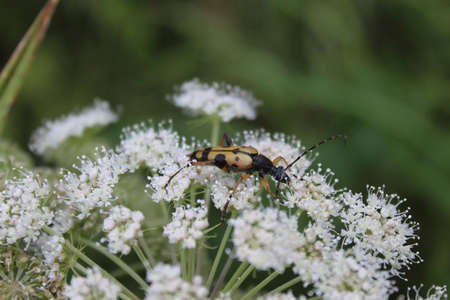 a bug is sitting on a flower in the fieldの写真素材