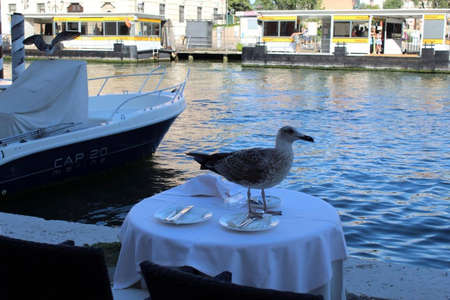 a seagull is sitting on the table in veniceの写真素材