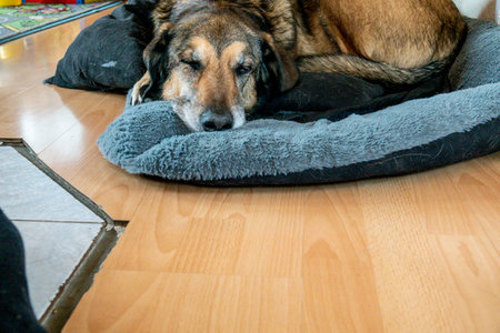 the dog is chilling on the pillow on the floorの写真素材