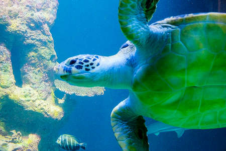 a turtle is swimming near the glassの写真素材