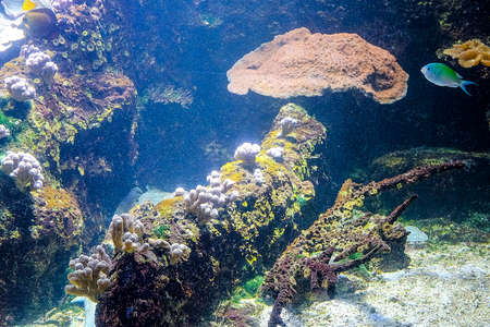a coral reef in a big fish tank with fishes insideの写真素材