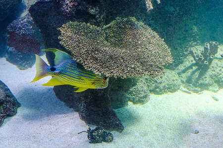 a doctor fish in a big fish tank with corals