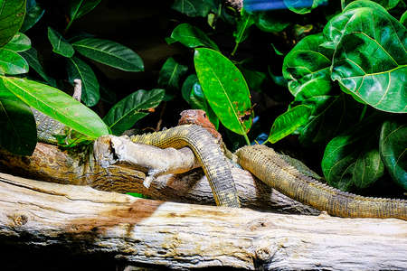 a repeat behind the glass is chillingの写真素材