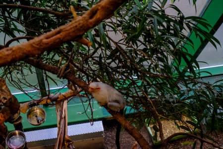a monkey is sitting in the glass house and chilling