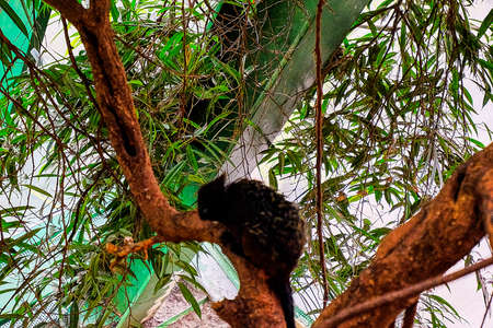 a monkey is sitting in the glass house and chilling