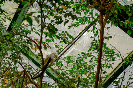 a monkey is sitting in the glass house and chilling