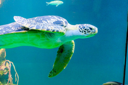 a sea turle is swimming in a big fish tankの写真素材