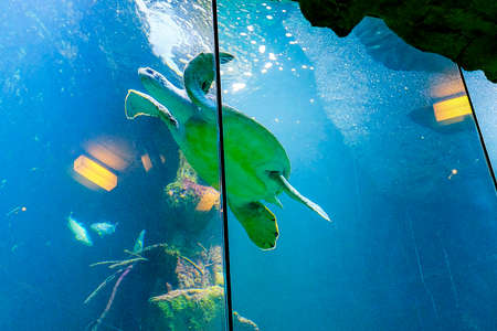 a sea turle is swimming in a big fish tankの写真素材