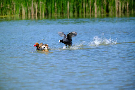 ducks are fighting on the surface in the pond