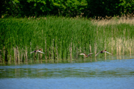 ducks on a pond in the summer time in the sunの写真素材