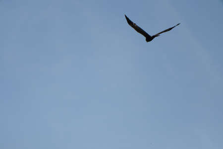 a hawk is flying in the blue sky at summer