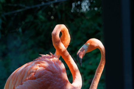 Flamingos in the sun at the park