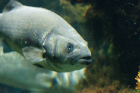 big fishes in a big water tank