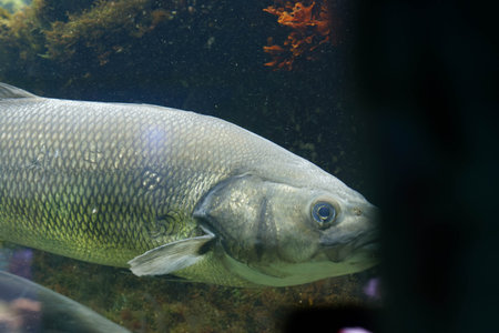 big fishes in a big water tank