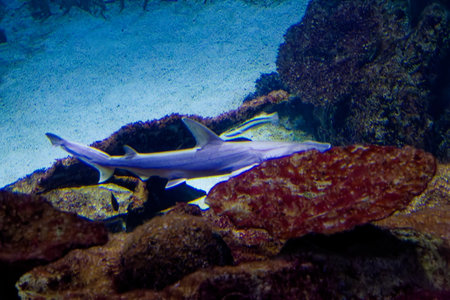 a shark near corals