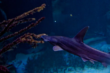 a hammerhead shark near coralsの写真素材