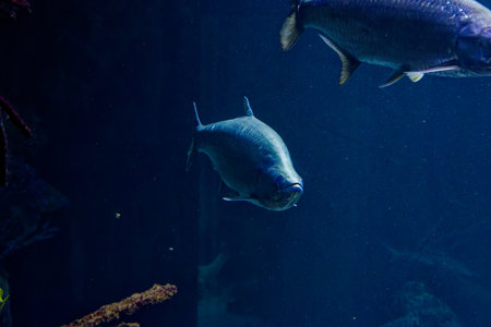 a big fish near coralsの写真素材