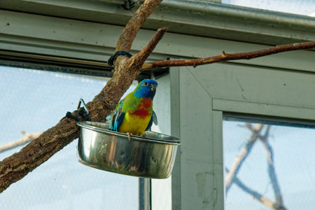 a budgie is sitting in the foof pot
