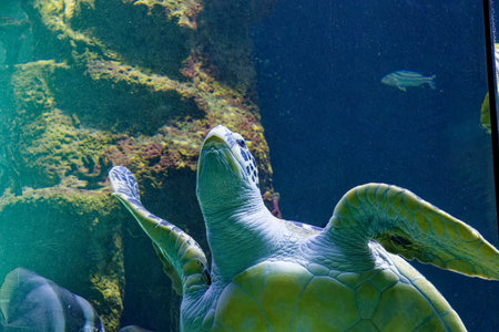 a turtle in the big oceanの写真素材