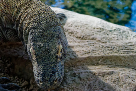 a komodo dragon behind the glassesの写真素材