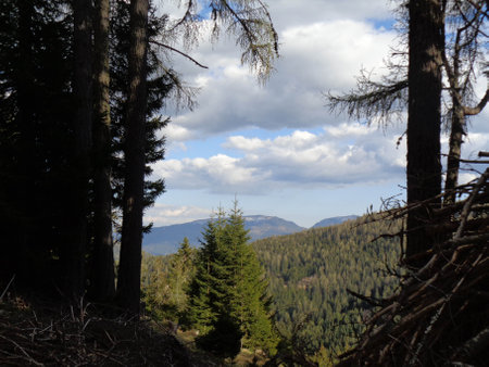Mountains and coniferous forest in the Carpathians, Ukraineの写真素材