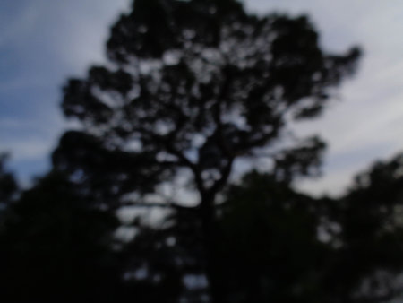 Abstract background of tree in the forest at dusk. bokeh