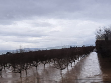Flooded vineyards in winter, Tuscany, Italyの写真素材