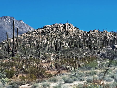 Saguaro National Park is a national park in the United States.の写真素材