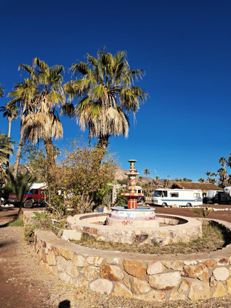 Palm trees in a park, Tenerife, Canary Islands, Spainの写真素材