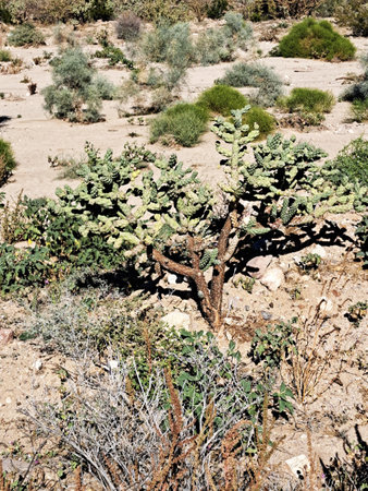 blur in south africa plant tree and bush near the mountainの写真素材