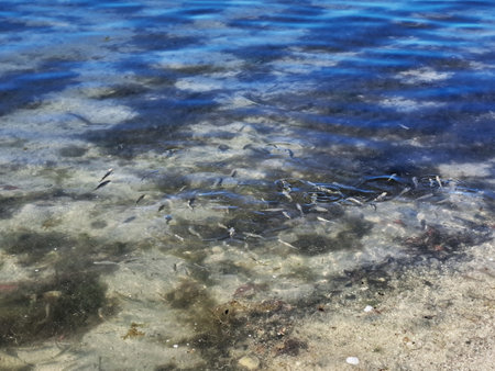 Fish in the water of the sea. Selective focus. nature.の写真素材