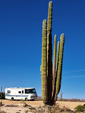 Camper and Saguaro cactuses in the Arizona desertの写真素材