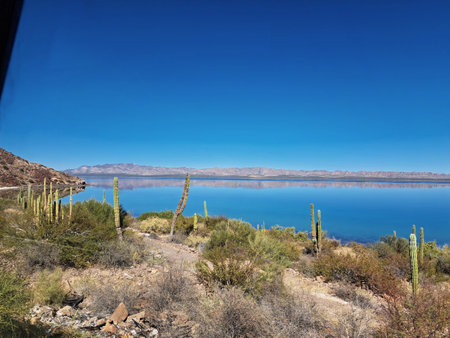 Desert landscape with lake and saguaro cactus in Arizonaの写真素材