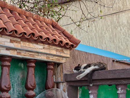 Cute cat sleeping on the roof of a house in Turkey.の写真素材
