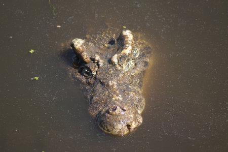A massive crocodile lies submerged in dark water, its rugged skin blending with the surroundings as it basks in the warm light of dusk, evoking a sense of wild tranquility.の写真素材