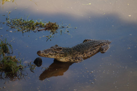 A crocodile moves gracefully through tranquil waters, surrounded by wild grass and reflections of the sky at sunset. This beautiful habitat showcases nature's rich biodiversity.の写真素材