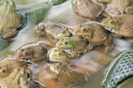 frogs on the waterの写真素材