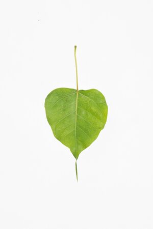 leafの写真素材