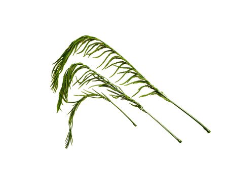 Close up The Vegetables with a pungent odor.Climbing Wattle, Acacia or Cha-om isolated on white back ground.の写真素材