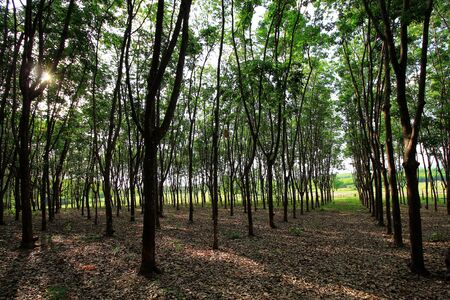 Land scape of India rubber tree plantation are growing in the farm.の写真素材