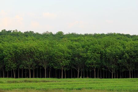 Land scape of India rubber tree plantation are growing in the farm.の写真素材