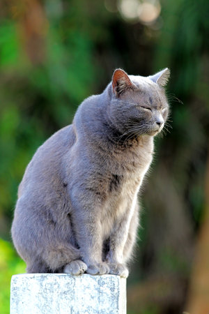 The gray cat  have soft fur sitting on the Pillar and made a worried face.の写真素材