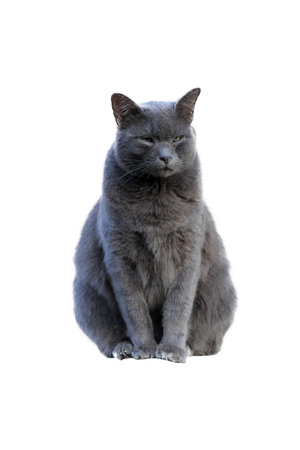 The gray cat  have soft fur sitting and made a worried face isolated on white background.の写真素材
