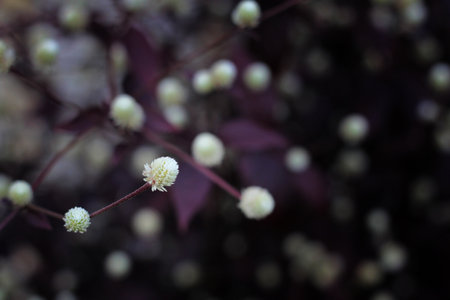 Close up Dentata Ruby, Moench, Rainbow, Alternanthera dentata or Brazilian joyweed is a little ruby â fast-growing small plants for ornamental purpose its look like a buds.Selective focus.の写真素材