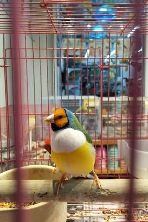 Gouldian Finch or Zebra finch colorful bird stick on the branches
In a cage.selective focus.の写真素材