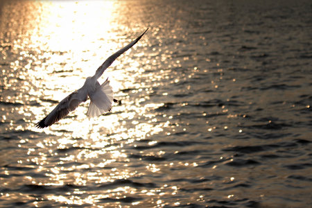 seagull spread wings flying back to the nest over the sea in the twilight sparkle and blank space on the right.の写真素材