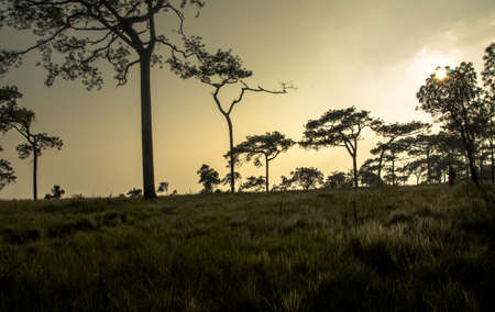 Beautiful sunset in the woods