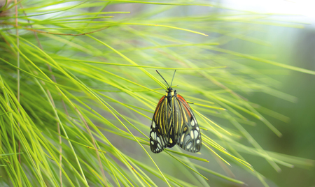 Butterfly on coniferous