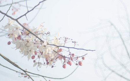 Flowering treesの写真素材